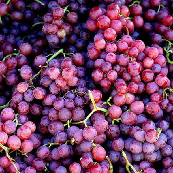 Grapes ready to pack