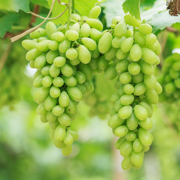 Grapes on the vine